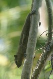 Rumah Kita - Eekhoorntje in tuin vakantiehuis