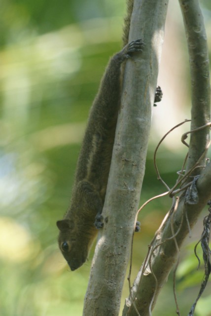 Rumah Kita - Eekhoorntje in tuin vakantiehuis