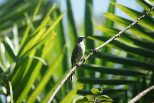 Rumah Kita - Vogeltje in tuin vakantiehuis
