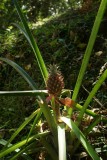 Koffieplantage - Ananas