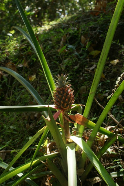Koffieplantage - Ananas