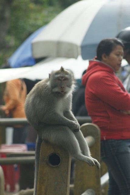 Bali - Monkeyforest