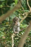 Bali - Monkeyforest