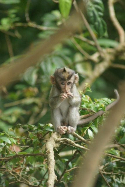 Bali - Monkeyforest
