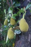 Bali - Jackfruit