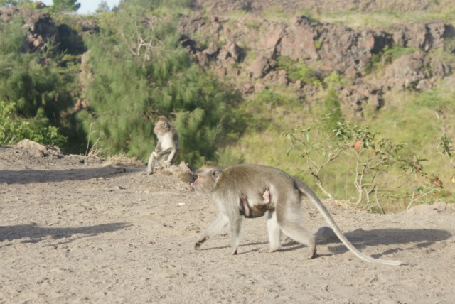 Kintamani - Berg Batur, aapjes