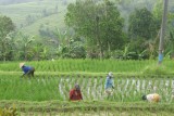 Bali - Rijstvelden
