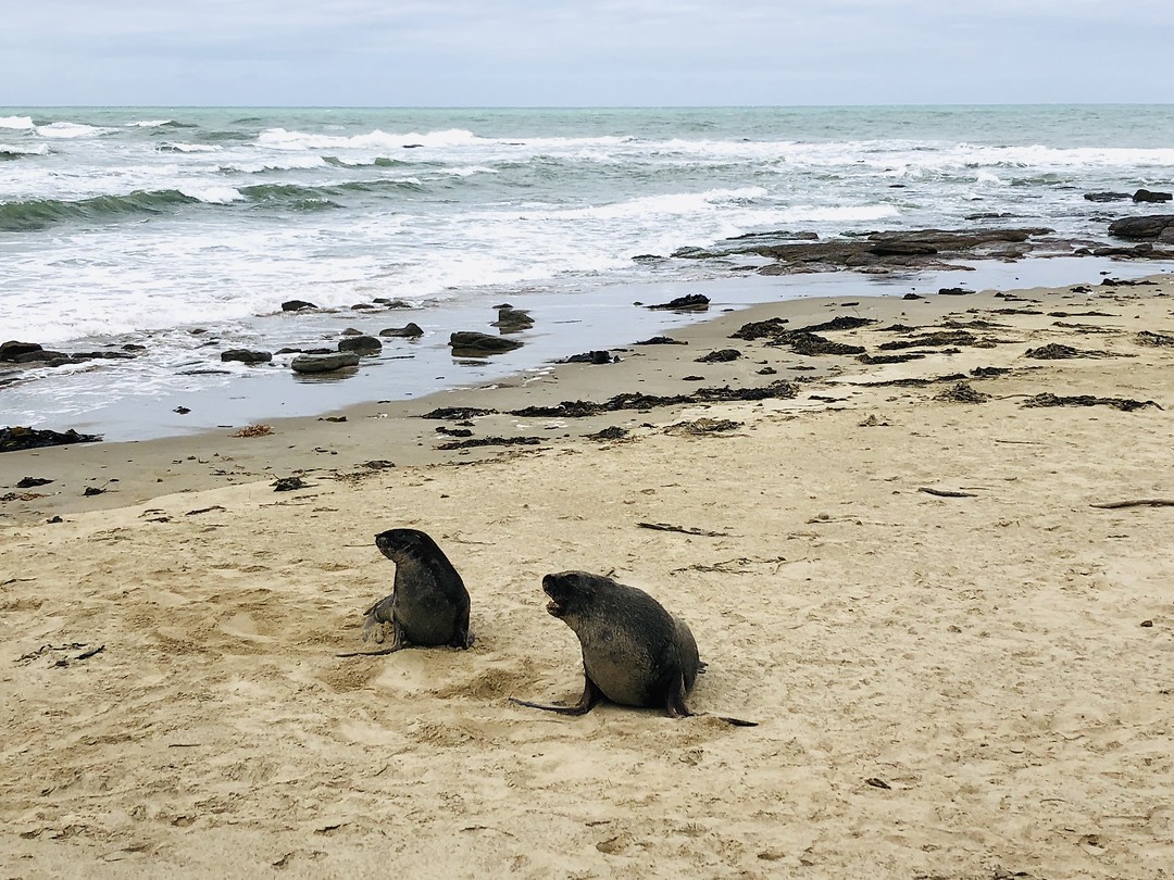 Zeeleeuwen