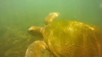 Snorkelen met meneer schildpad