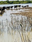 Waterbuffels