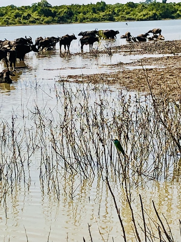Waterbuffels
