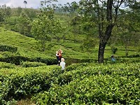 Theeplantage in Haputale