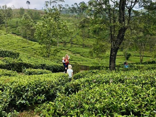 Theeplantage in Haputale
