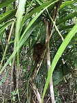 Yeah, we hebben de tarsier gespot