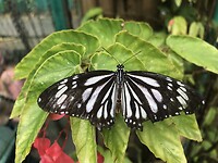 Gave vlinder spotten in de vlindertuin