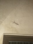 Deze gekko's zijn onze huisdieren