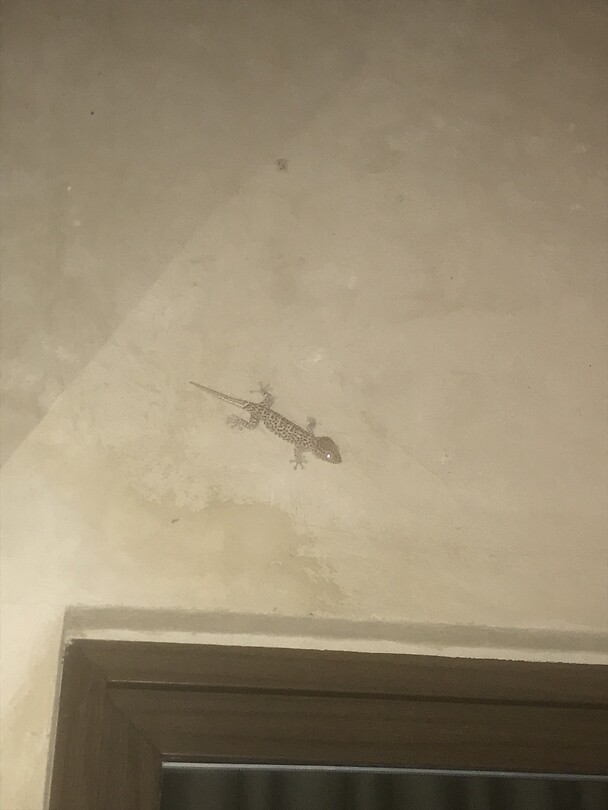 Deze gekko's zijn onze huisdieren