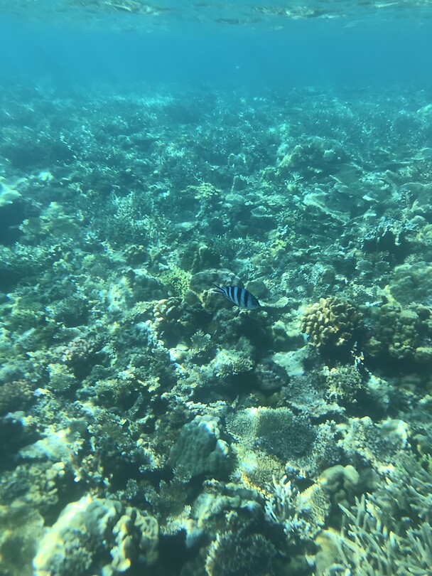 Wat heerlijk om hier te snorkelen