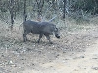 pumba