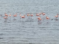 Flamingo’s