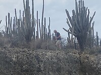 Cactusbomen