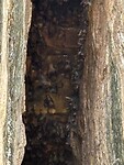 Vleermuizen