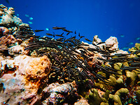 Bali_Onderwatercamera_P4140576