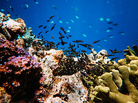 Bali_Onderwatercamera_P4140575