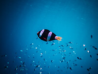 Bali_Onderwatercamera_P4140567