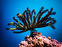 Bali_Onderwatercamera_P4140554