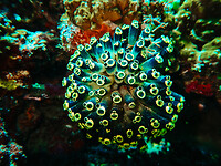 Bali_Onderwatercamera_P4140542