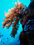 Bali_Onderwatercamera_P4140539