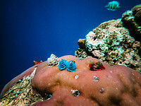 Bali_Onderwatercamera_P4140538