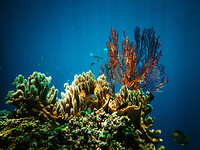 Bali_Onderwatercamera_P4140536