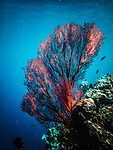 Bali_Onderwatercamera_P4140527
