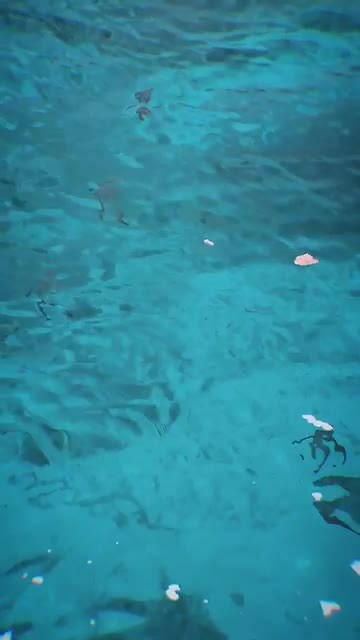 Snorkelen