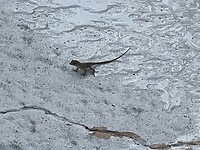 IMG_9241
