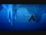 SeaWorld - Antarctica