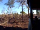 Op safari door het Kruger National Park