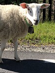 En heel veel loslopende schapen
