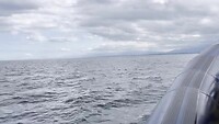 Op de Zodiac op zoek naar orka's, bultruggen en andere beestjes