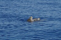 IMGP0784