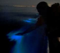 Voorbeeld bioluminescence