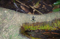 Carara Parque Nacional