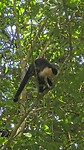 Monkey Carara