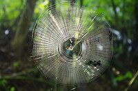 Carara Parque Nacional