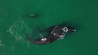 20260801 Southern Right Whale