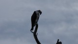 Osprey (Zeearend)