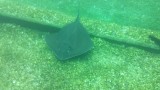 Stingray