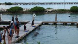 We hebben ook dolfijnen op Duck Key Resort